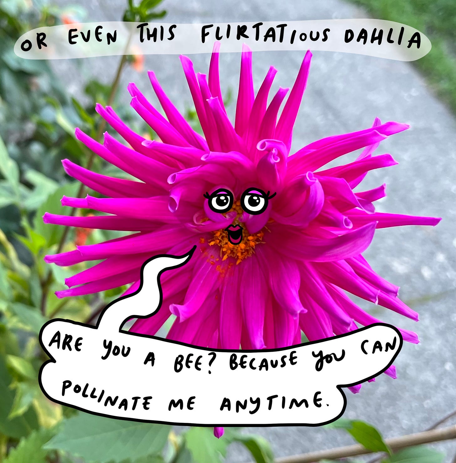 A fuchsia dahlia with big lashes and cartoon eyes. 
