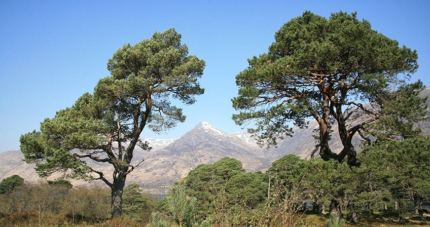 Photo of the caledonian forest with peaks of the Scottish highlands in the background