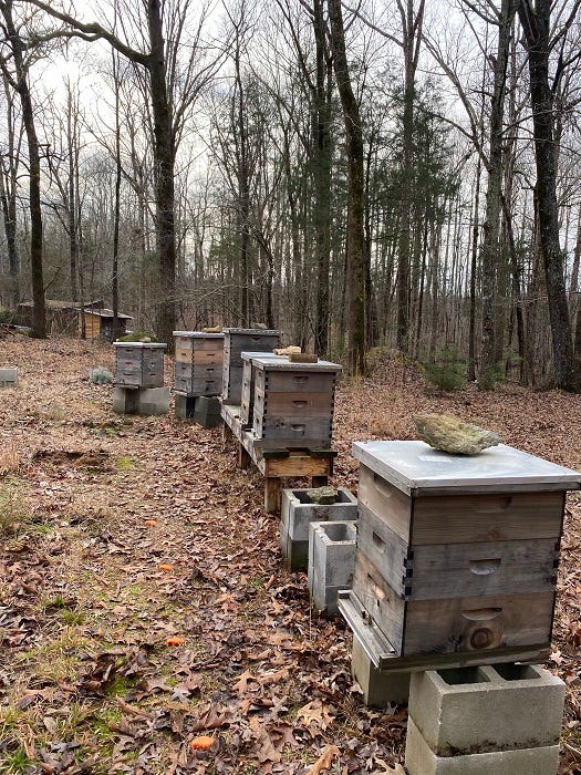 a line of honey bee hives on wood and cinderblock stands