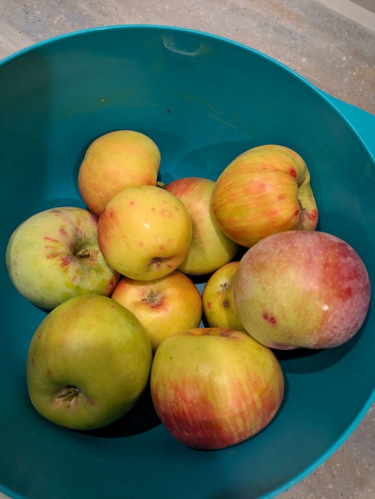 a blue bowl with assorted apples of varying sizes and colors