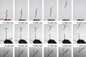 Nictation and leaping of dauer larvae under an electric field. Top row, single dauer larva; middle row, two dauer larvae; bottom row, a group of dauer larvae. (Takuya Chiba et al. Current Biology. July 10, 2023)