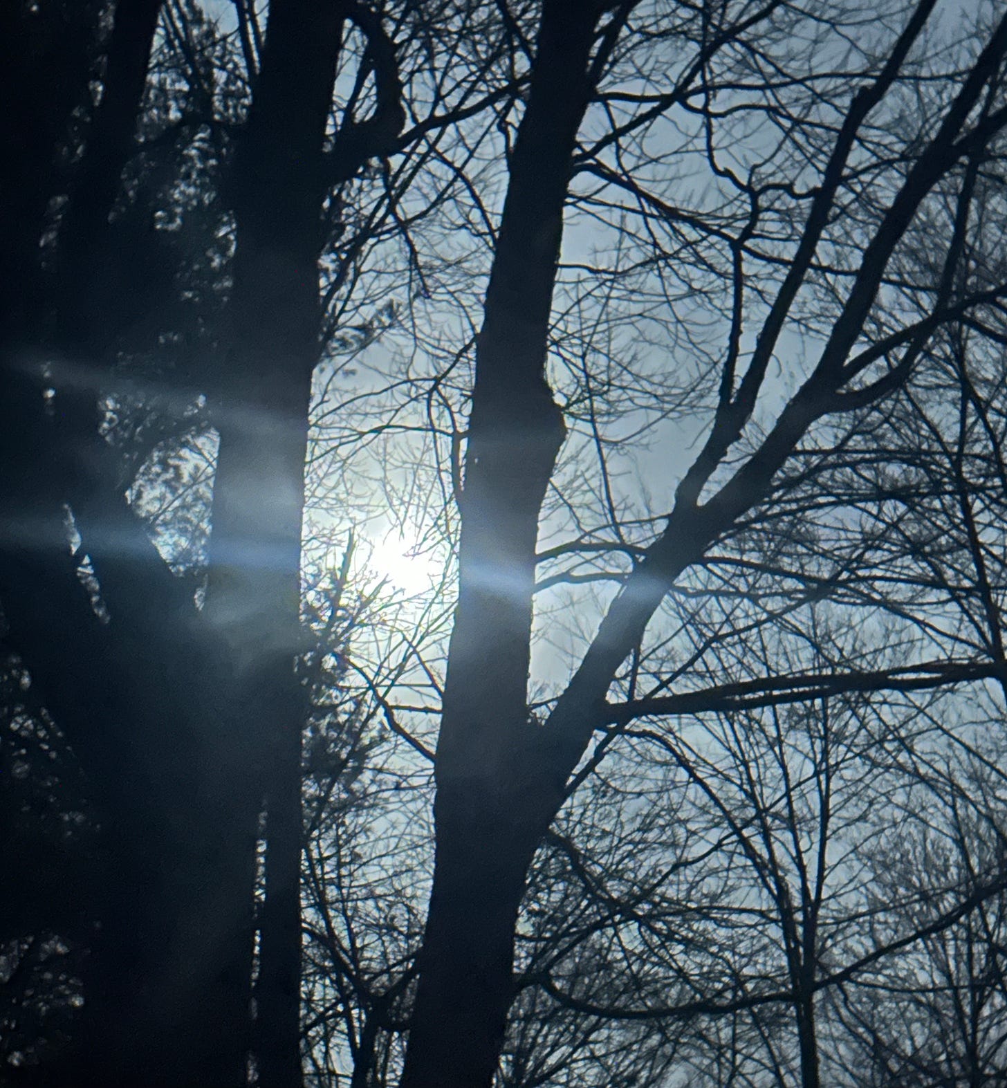 The moon peeks through tree branches in silhouette, illuminating nighttime fog.