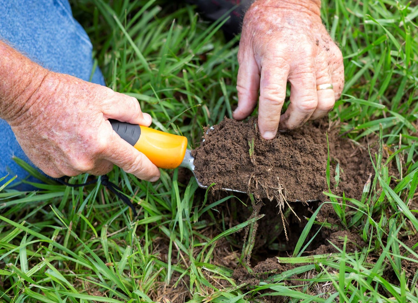 A person taking a soil sample from a lawn.