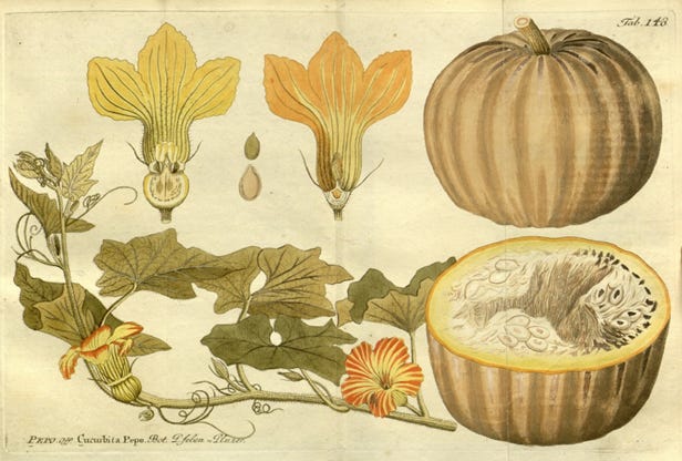 A botanical drawing of a pumpkin with vines, flower, and fruit A botanical drawing of a pumpkin with vines, flower, and fruit