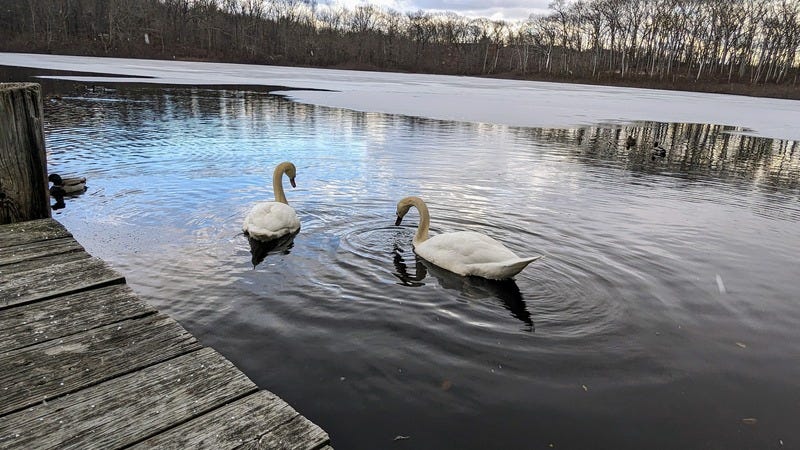 Two swans swim slowly away together from the dock