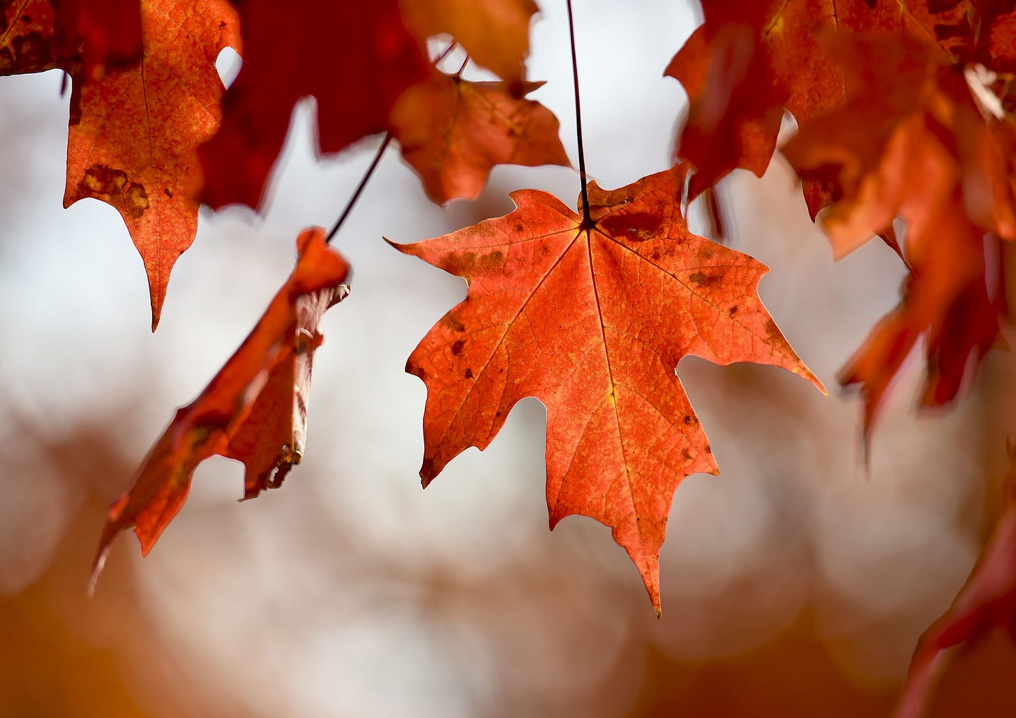 Why Do Leaves Change Color in the Fall, Anyway?