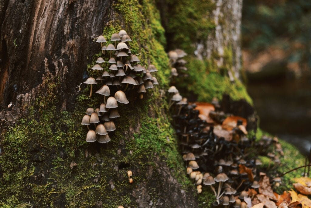 gray mushrooms at daytime