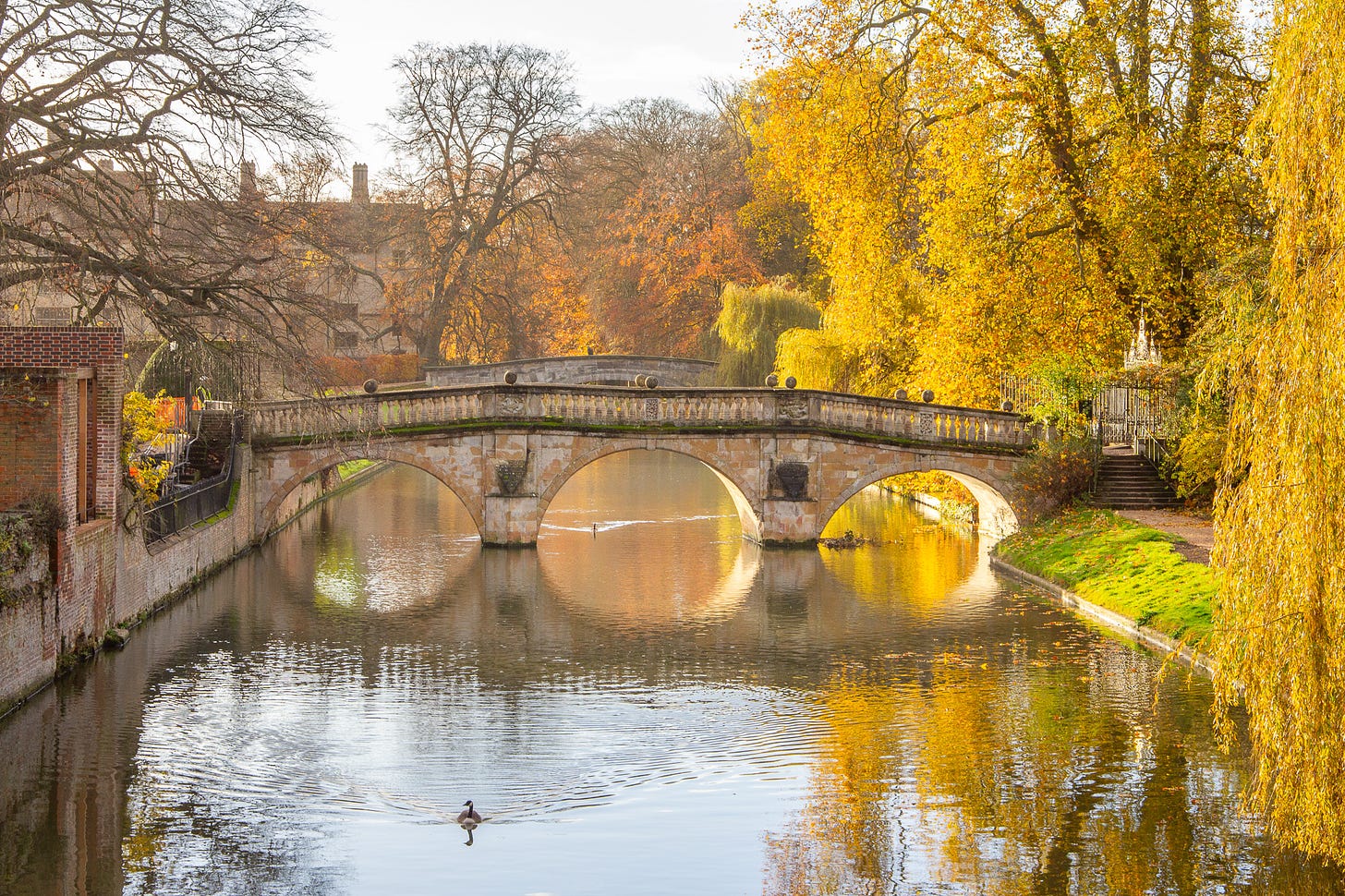 A goose swims along the river Cam in front of Clare College Bridge, surrounded by yellow autumn foliage.