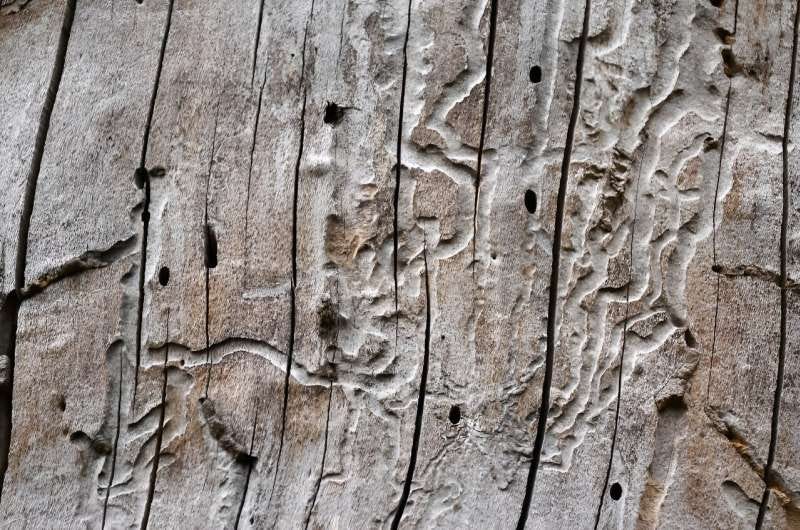 Beyond the lack of moisture, voracious insects have been feasting on the trees