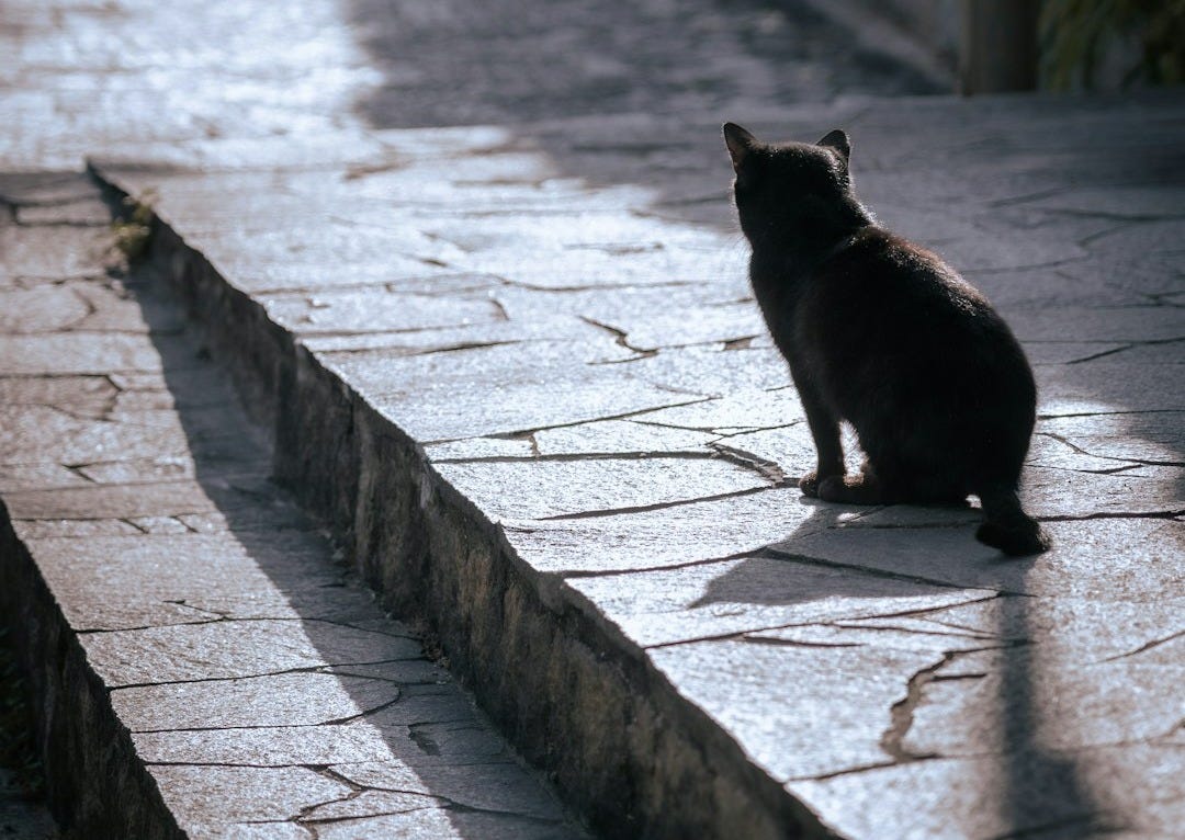 black cat on gray concrete pathway during daytime