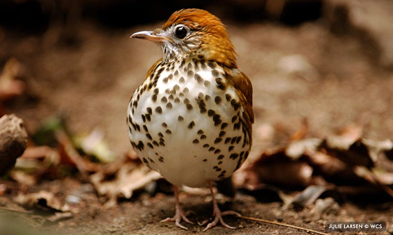 A brown speckled bird