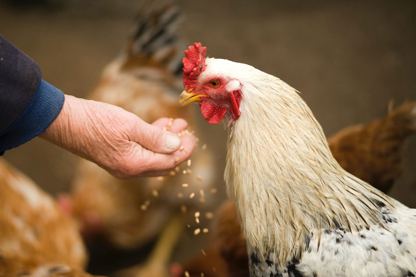 Photo of woman feeding chicken by Alexandr Podvalny of Pexels