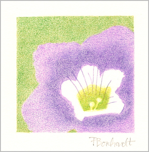 Purple Mat Flower (colored pencil on Rising Stonehenge paper)