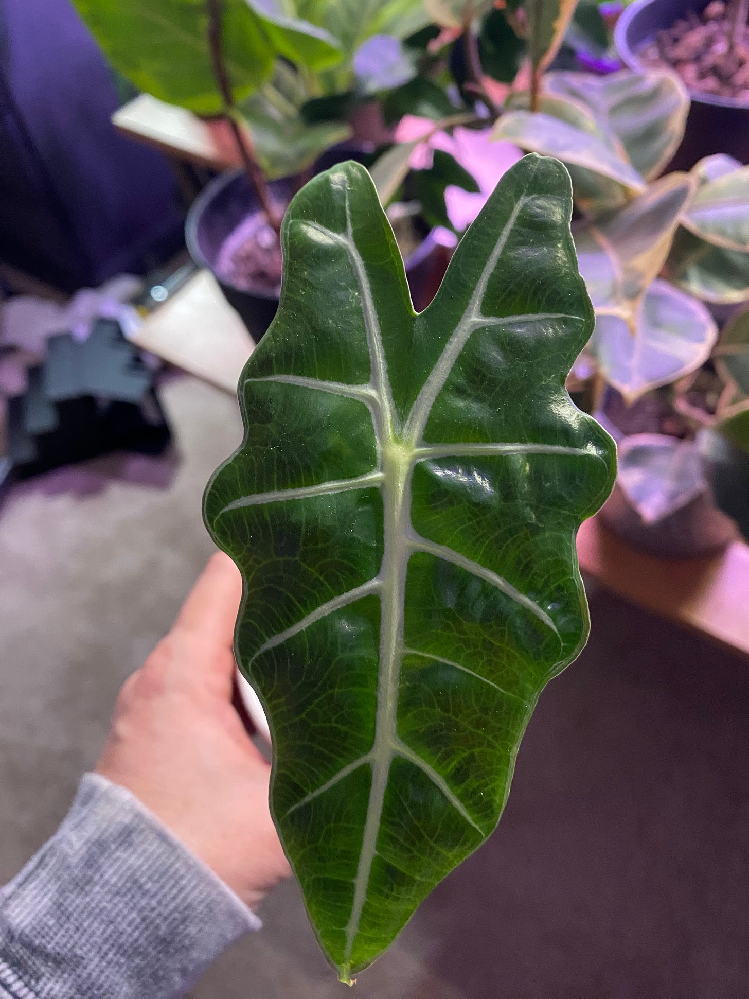 Me holding my Alocasia sanderiana plant.