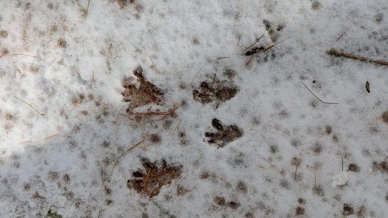 Footprints of a small animal in the snow