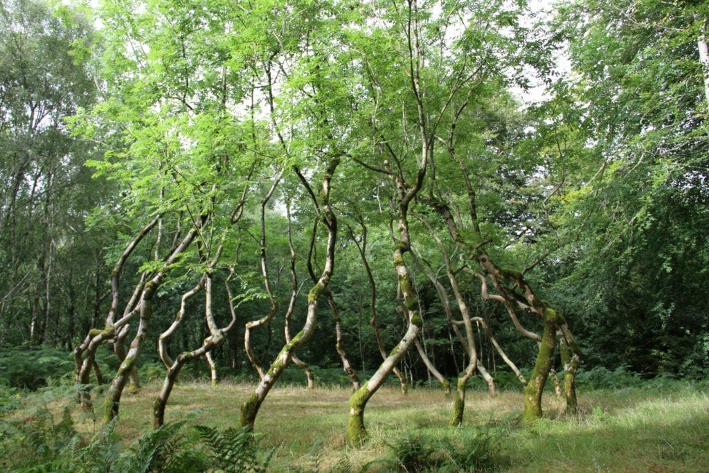 What's a Land Artist to Do When His Living Sculpture Starts Dying? David  Nash Comes to Terms With the End of 'Ash Dome'