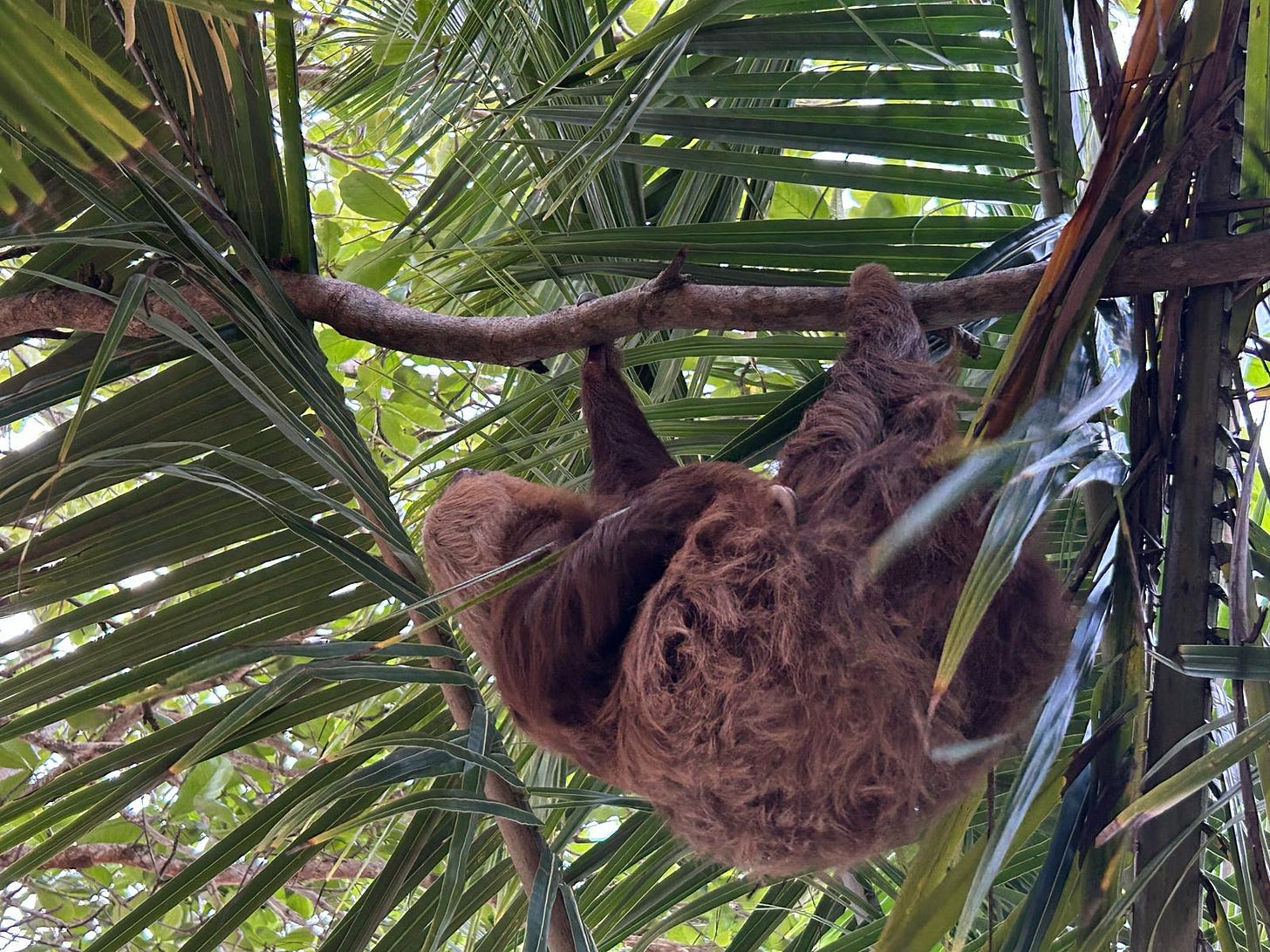 A brown two toed sloth hangs from a coconut palm tree branch in Punta Uva, Costa Rica, looking away from the camera. A brown two toed sloth hangs from a coconut palm tree branch in Punta Uva, Costa Rica, looking away from the camera.