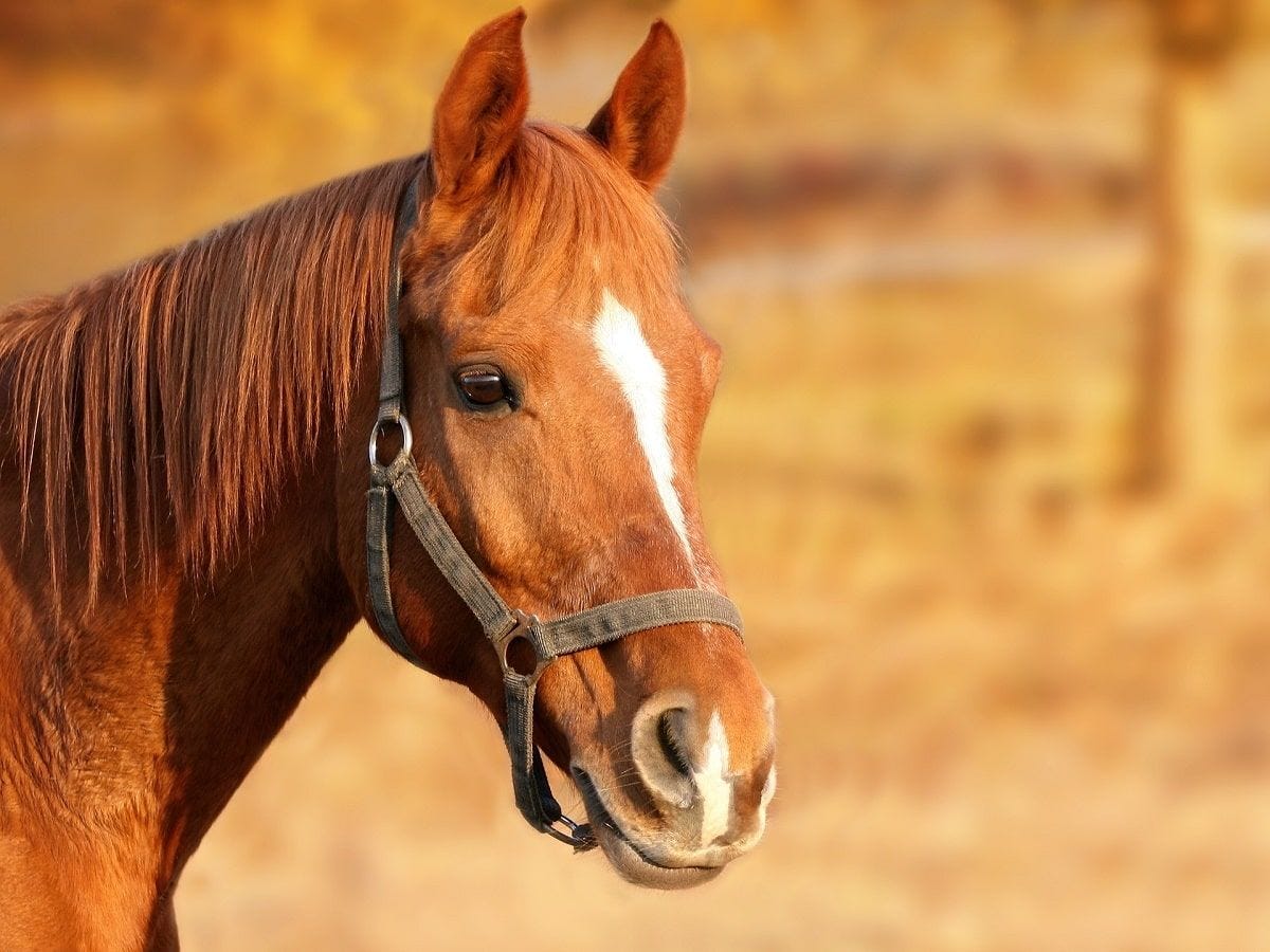 horse equine equestrian horses