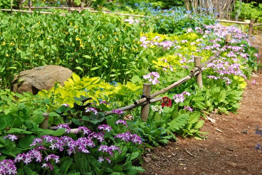 Chanticleer’s Asian garden in The Plant Lover's Guide to Primulas.