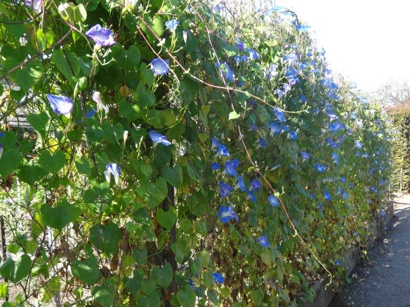 Morning glory fence for a vegetable garden | tended