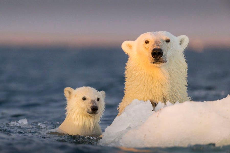 A polar bear and young cub cling to an iceberg.