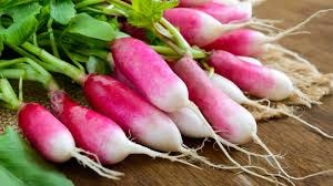 What Are French Breakfast Radishes And ...