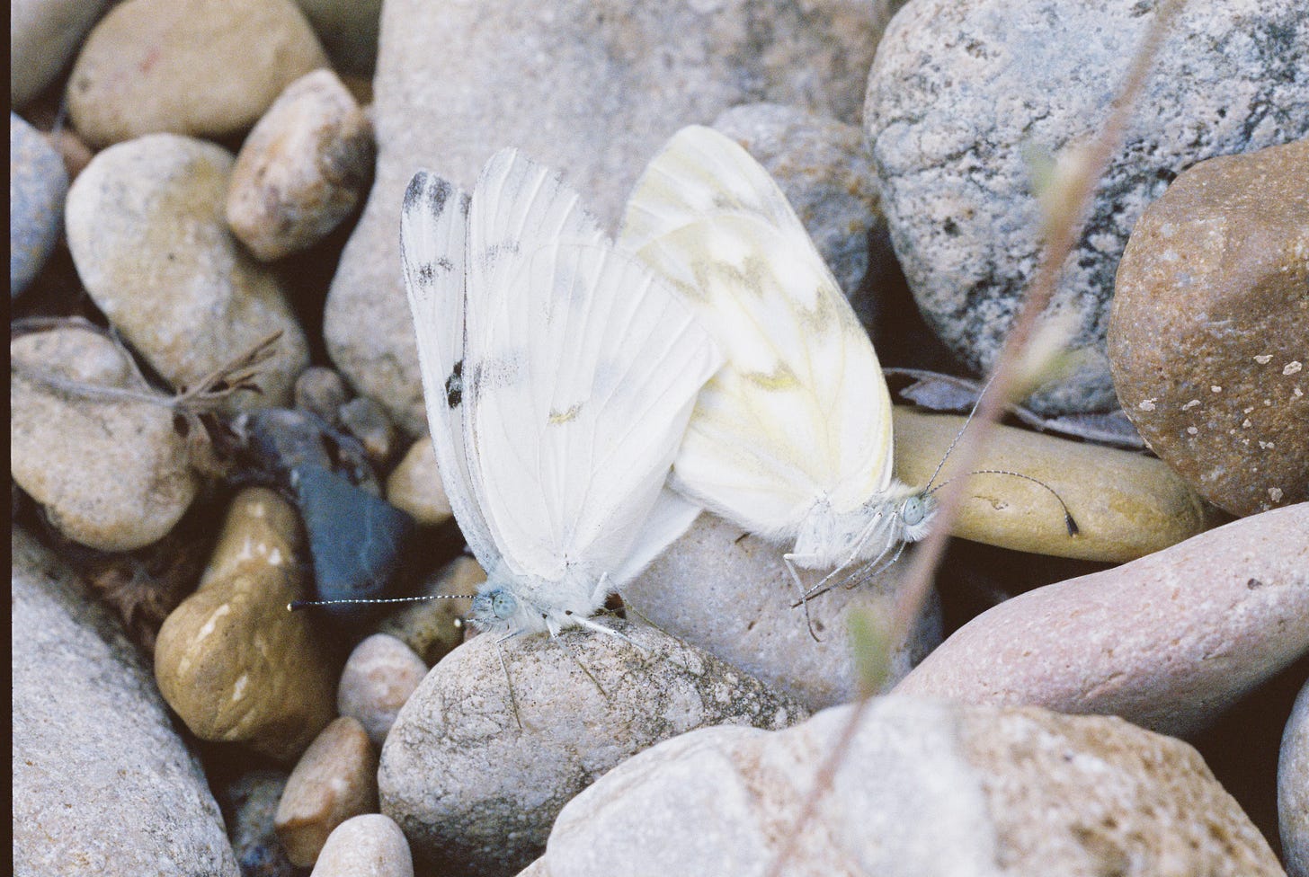 Checkered white butterflies mating on river rock