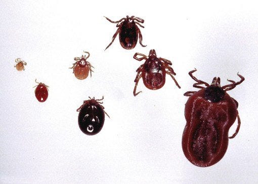 Lyme Disease and Biowarfare - CounterPunch.org