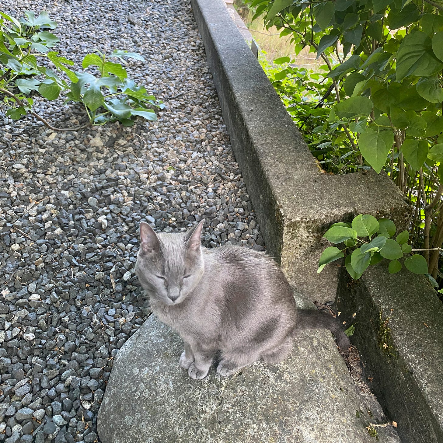 At the edge of the gravel section of our yard, near a cement dividing wall, a small grey cat sits with its eyes closed on a large rock, facing the camera. He is surrounded by the leaves of a fig tree behind and to the left, and those of a lilac bush at the edge of the wall to the right.