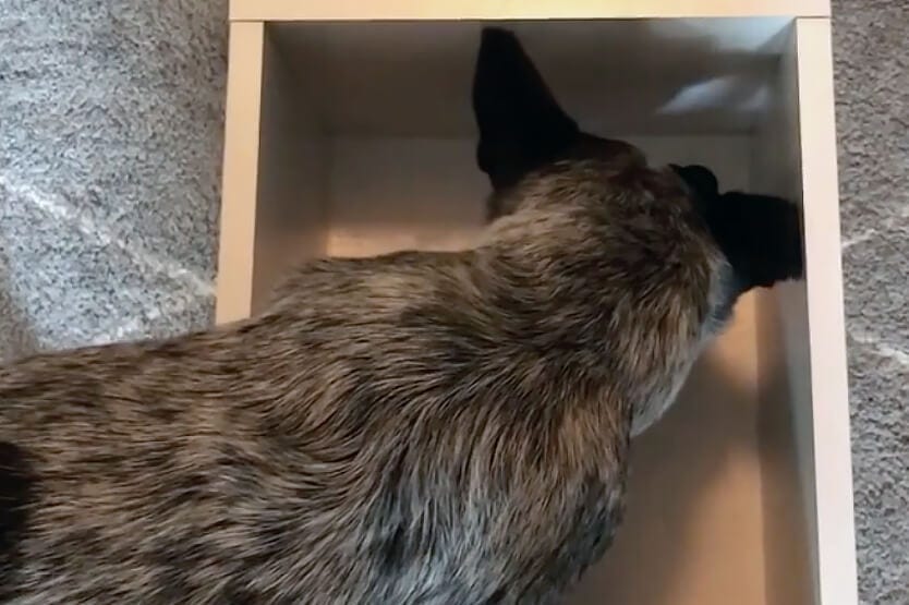 Scout the Australian cattle dog during a box feeding session, a NePoPo exercise we learned from Pat Stuart and Bart Bellon