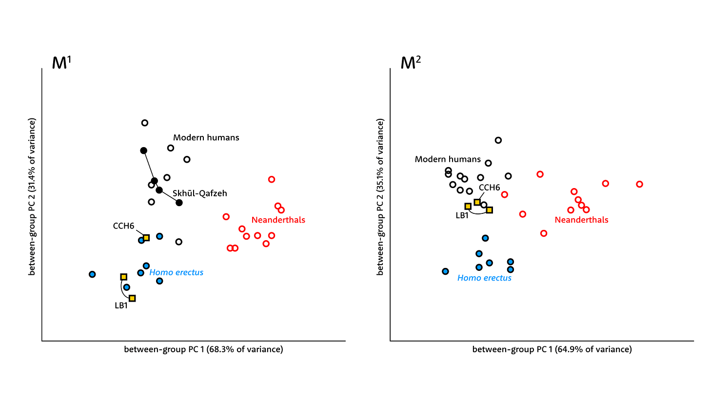 A chart showing M1 on the left and M2 on the right with modern humans, Neanderthals, and Homo erectus plotted. On left CCH6 and LB1 are within the range of Homo erectus; on the right they are within the range of modern humans. A chart showing M1 on the left and M2 on the right with modern humans, Neanderthals, and Homo erectus plotted. On left CCH6 and LB1 are within the range of Homo erectus; on the right they are within the range of modern humans.