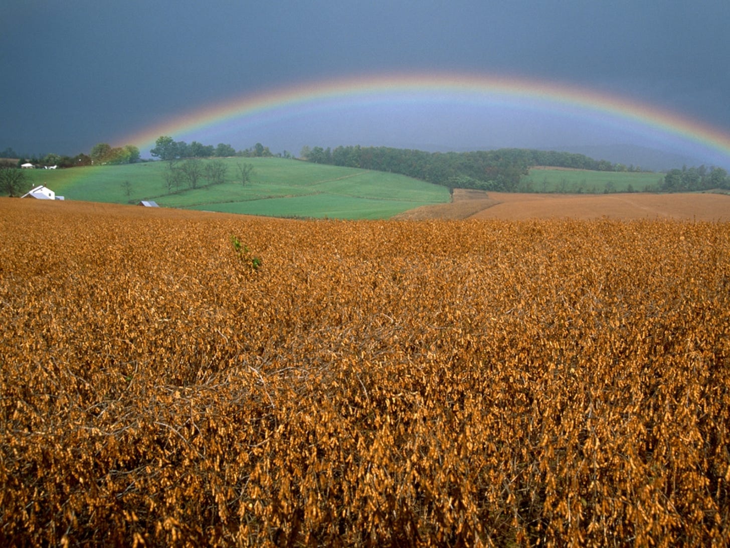Rainbow over soybean field