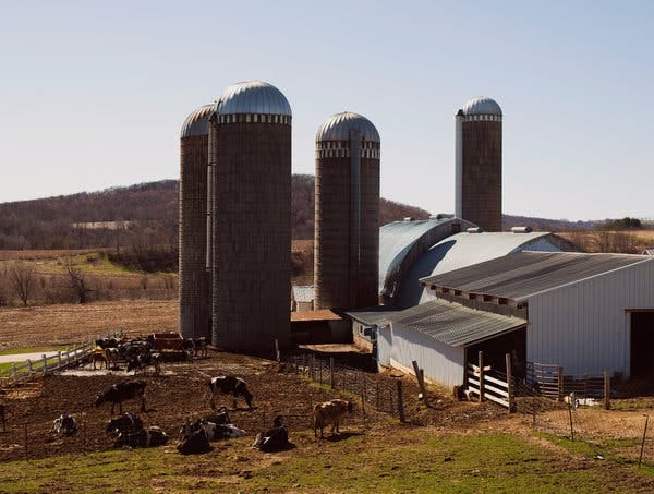 Stung by Trump's Trade Wars, Wisconsin's Milk Farmers Face Extinction - The New York Times