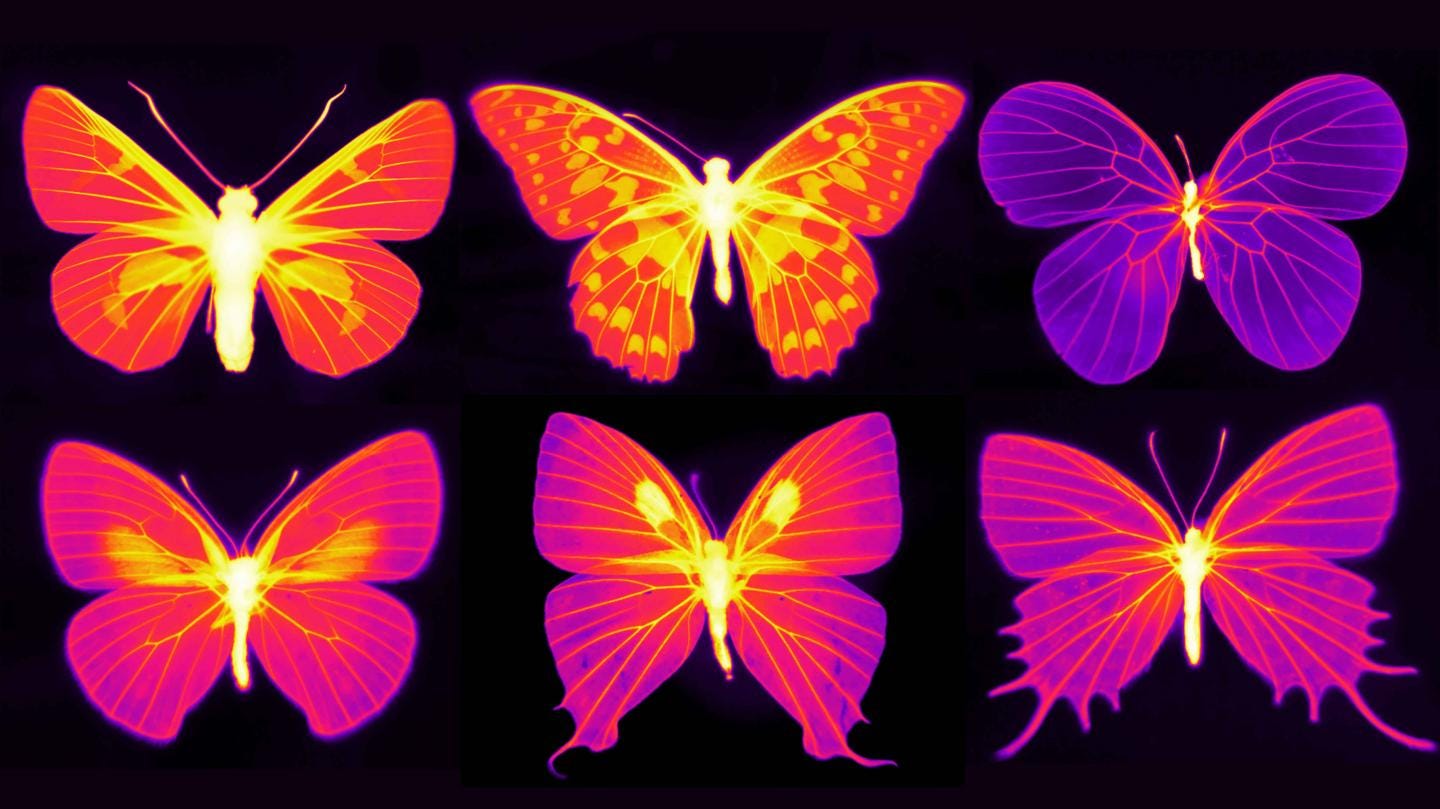 heatmaps of six butterflies
