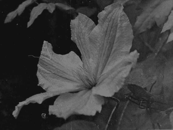 A 4 second b&w Gif depicting footage of a flower on misaligned film leader, with the caption 'and before you know it'