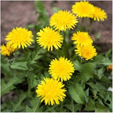 Amazon.com : Seed Needs 10,000+ Common Dandelion Herb Seeds for Planting -  Non-GMO, Heirloom & Untreated - Organically Grow a Home Grown Herb & ...