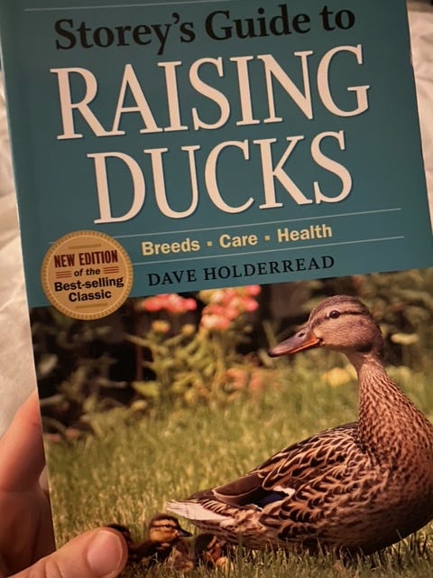 guide to raising ducks