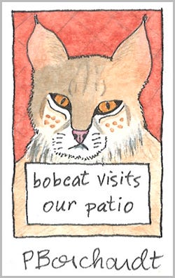 Bobcat, detail from Tucson Yard Journal ~ July (pen & watercolor)