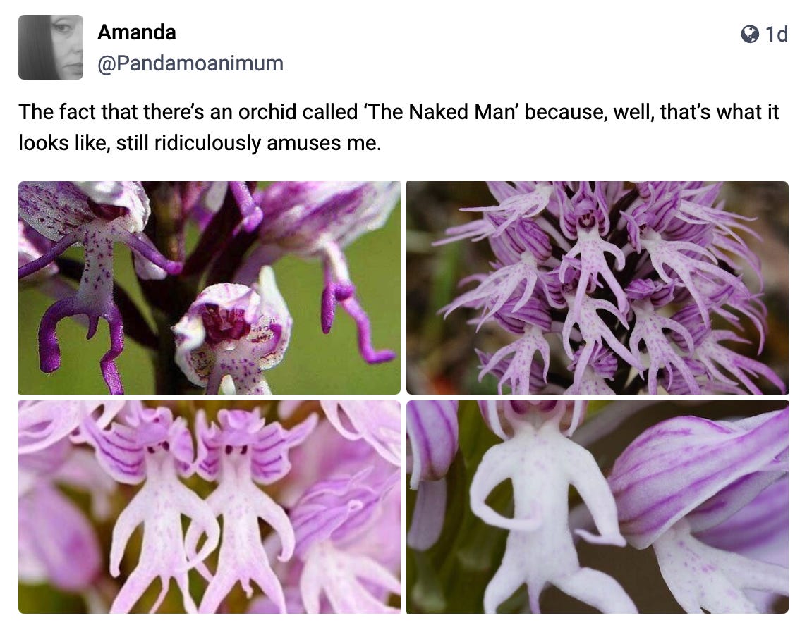 The fact that there’s an orchid called ‘The Naked Man’ because, well, that’s what it looks like, still ridiculously amuses me.