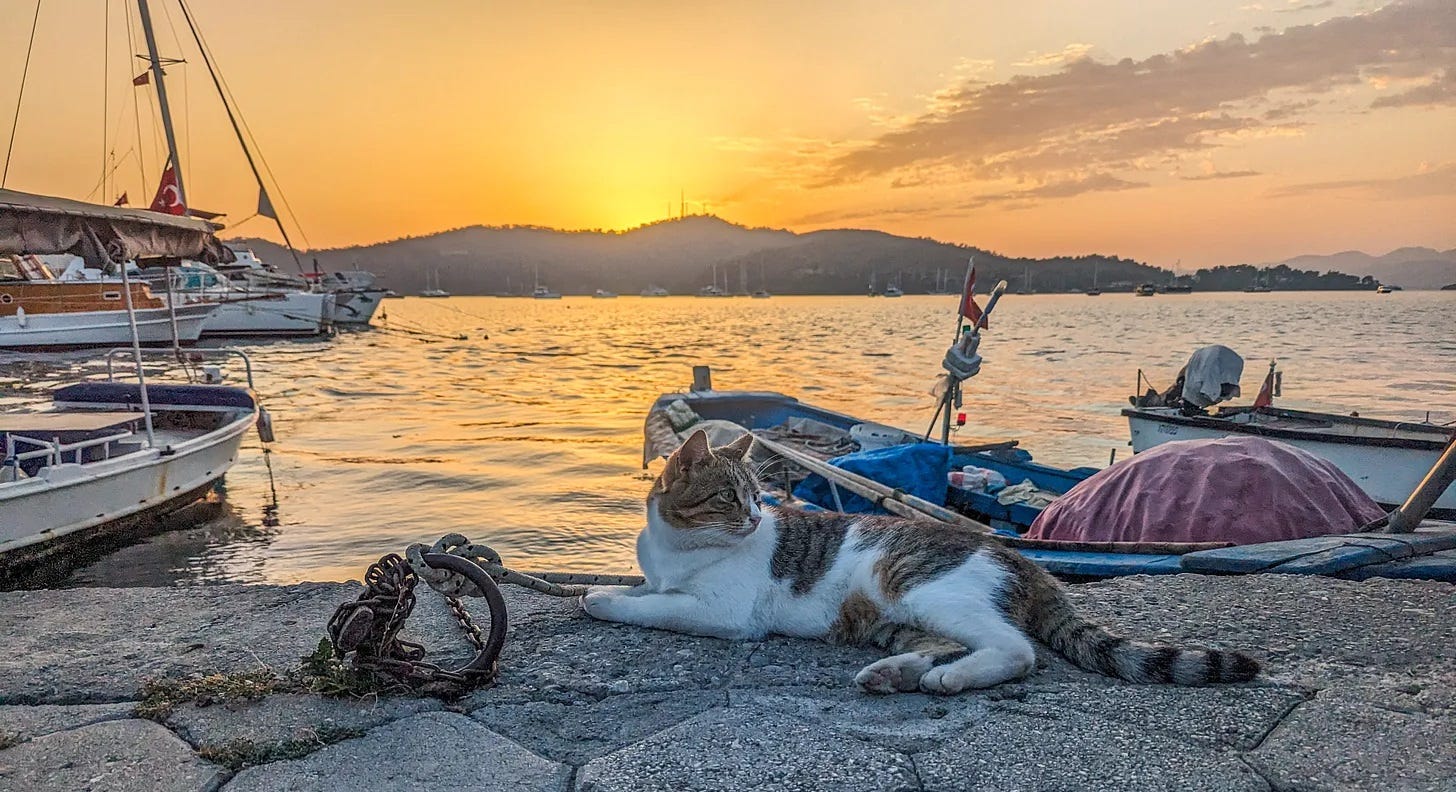 Cat lounging on the promenade with boats and a golden sunset directly behind it. 