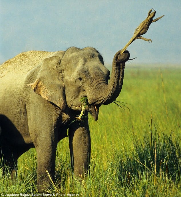 Metti... me... GIÙ: Madhuri, un elefante indiano, fa dondolare un varano per la coda in un parco in India