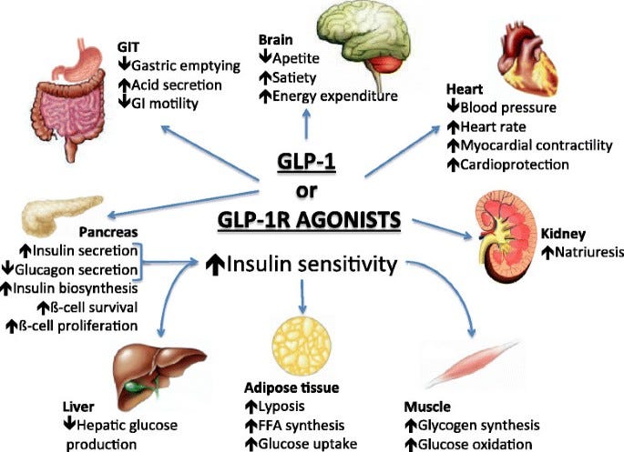 Cardiovascular effects of Glucagon-like peptide 1 (GLP-1 ...