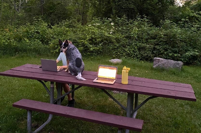 Scout the blue heeler sits on a picnic table at dusk next to my open laptop.