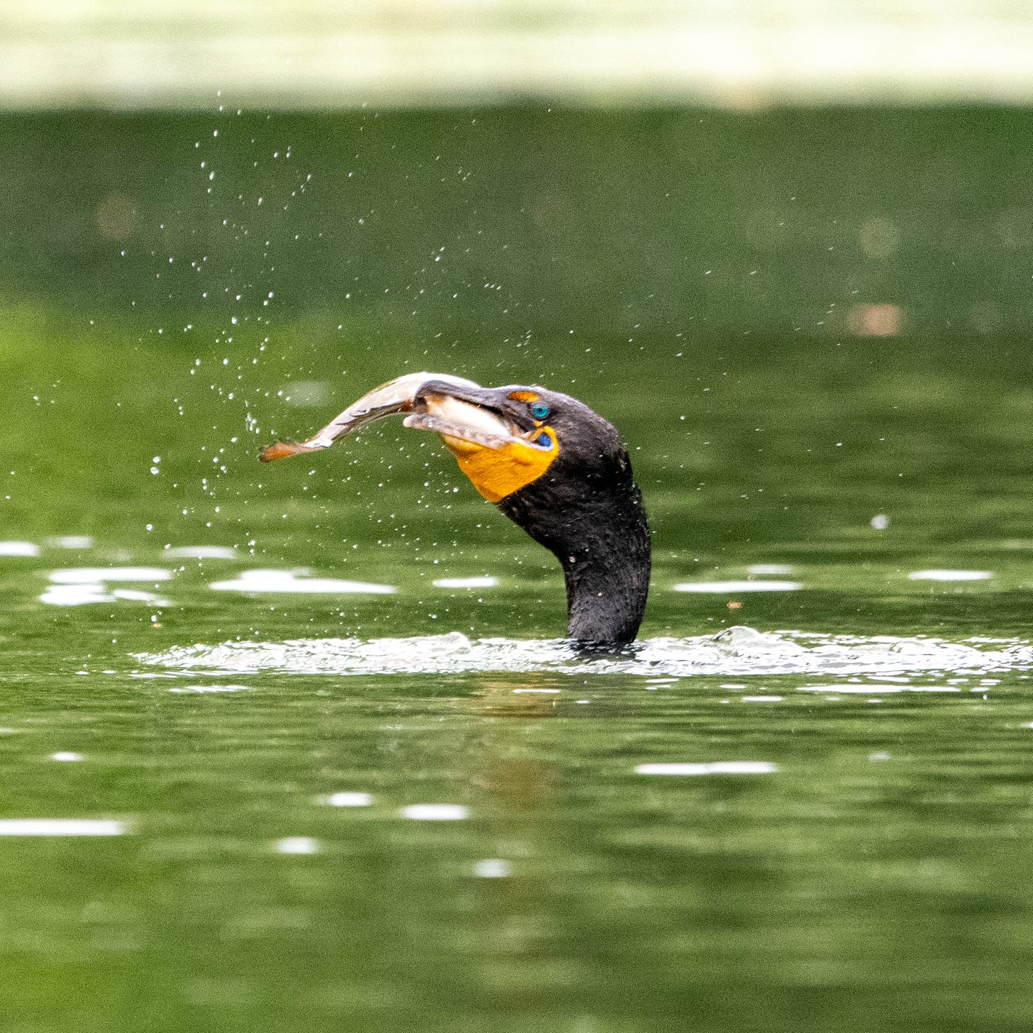 The head and neck of an aquamarine-eyed double-crested cormorant juts out of lakewater, spray dotting the air as the cormorant wrestles down its gullet a still-struggling fish