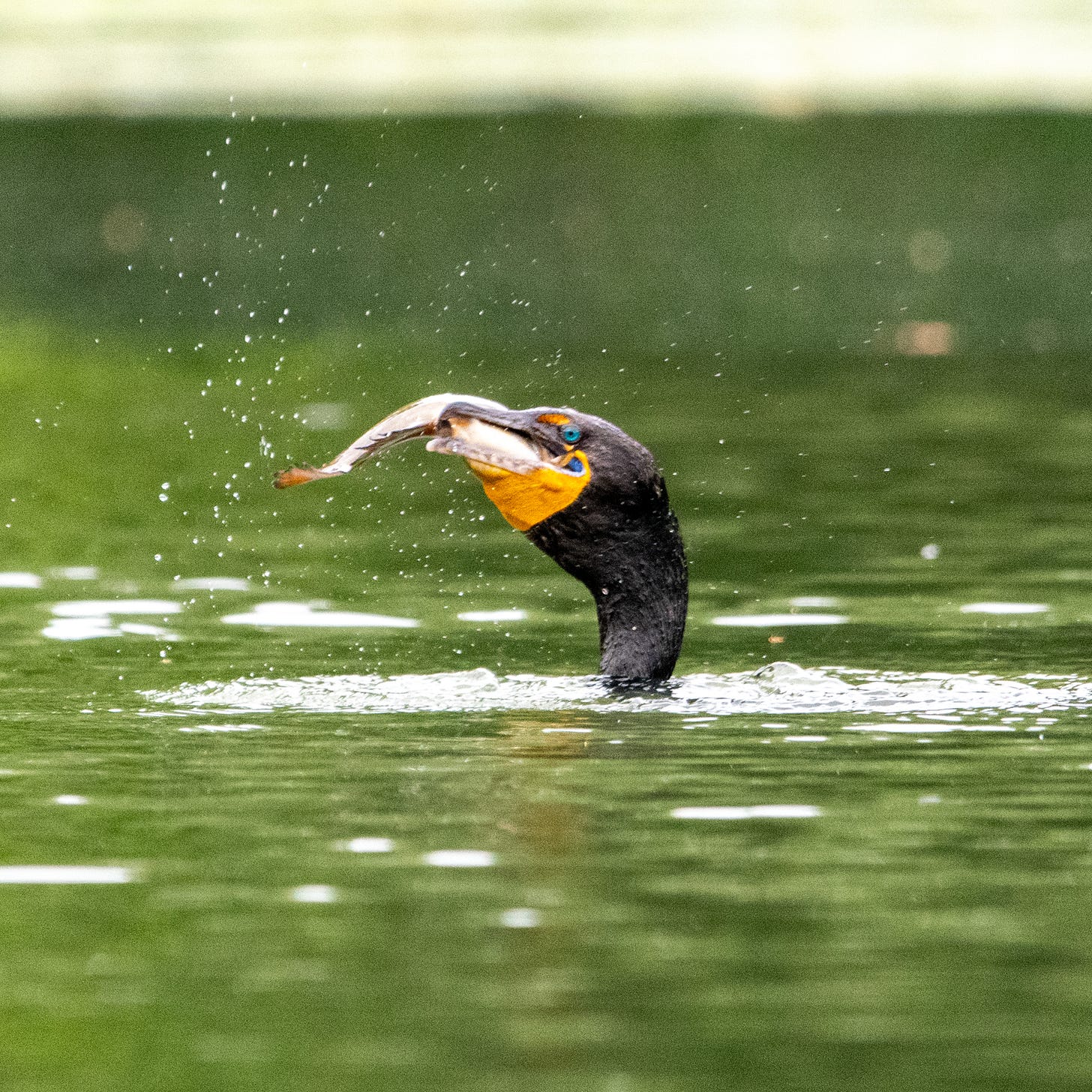 The head and neck of an aquamarine-eyed double-crested cormorant juts out of lakewater, spray dotting the air as the cormorant wrestles down its gullet a still-struggling fish