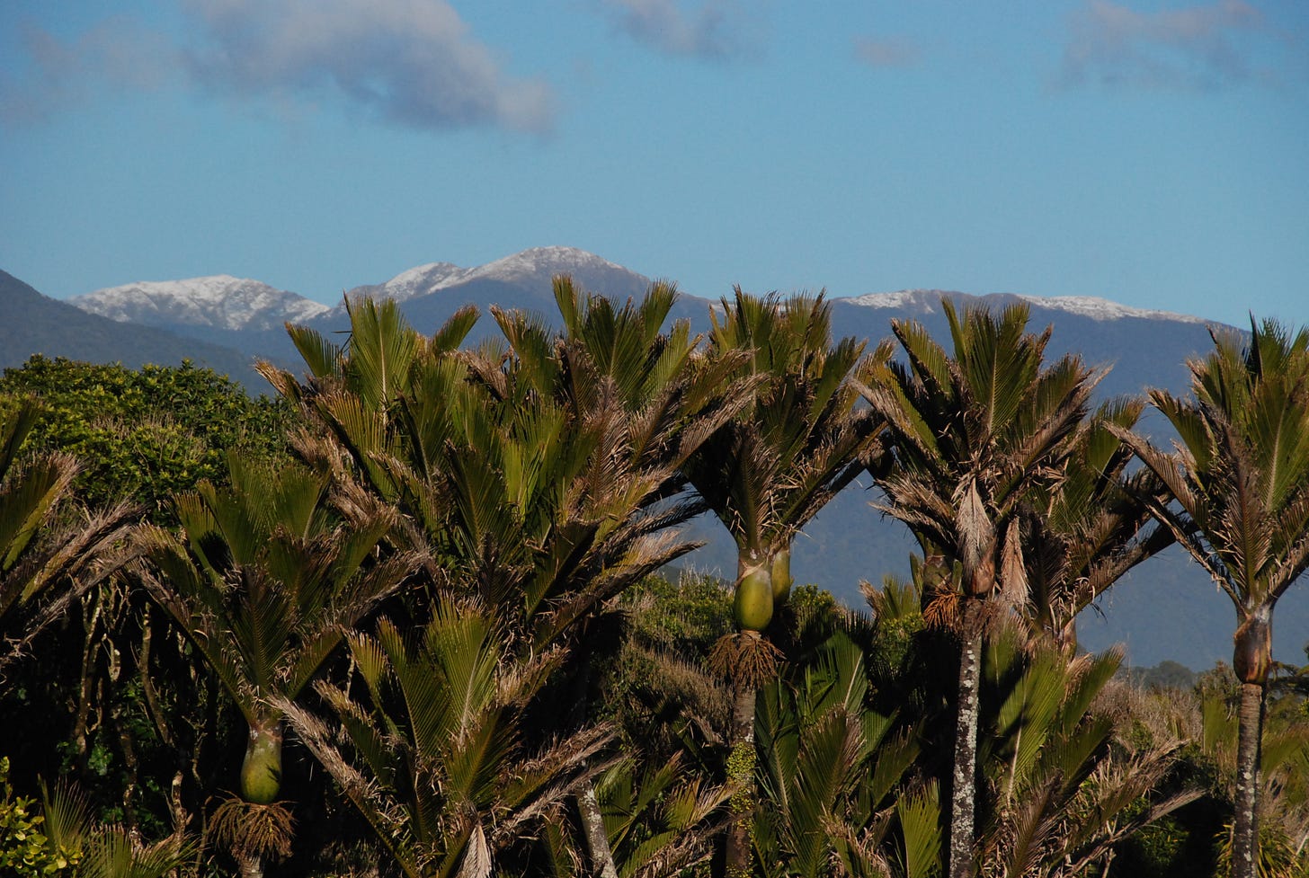 Nikau Palm trees, native to New Zealand, dominate the bottom half of the image, with the Southern Alps in the distance and blue sky with wispy clouds above. Nikau Palm trees, native to New Zealand, dominate the bottom half of the image, with the Southern Alps in the distance and blue sky with wispy clouds above.