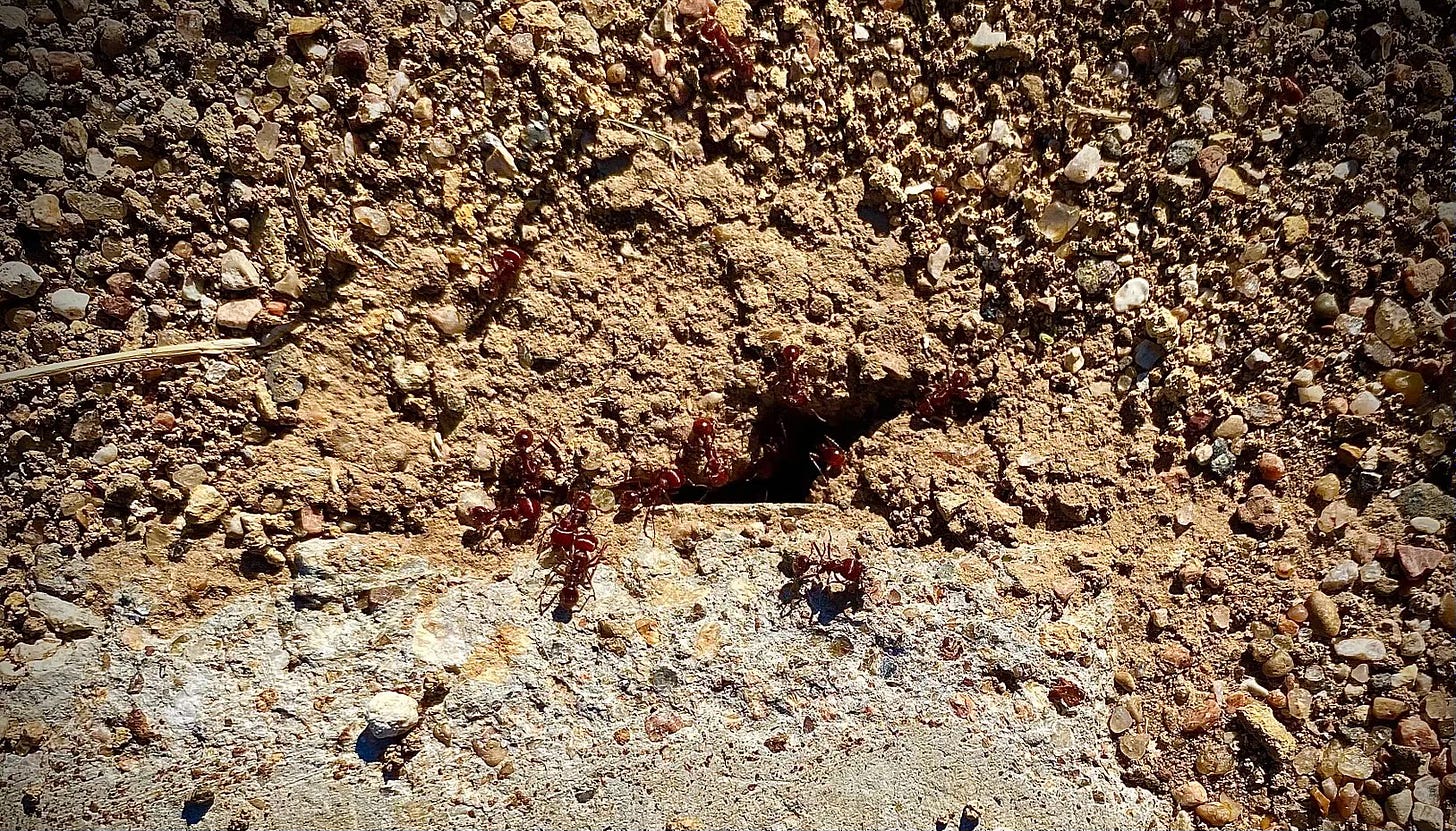 Harvester ants coming and going from mound entrance built against concrete roadform