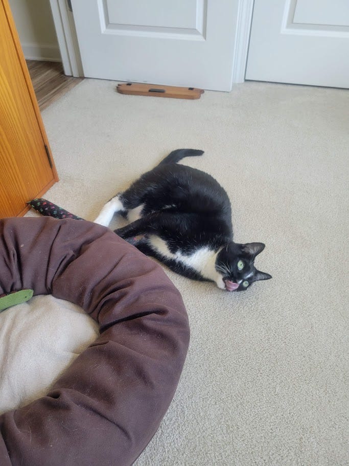 A tuxedo cat lying on his side with his tongue out touching his nose. He is on a beige carpet near a brown and beige donut bed