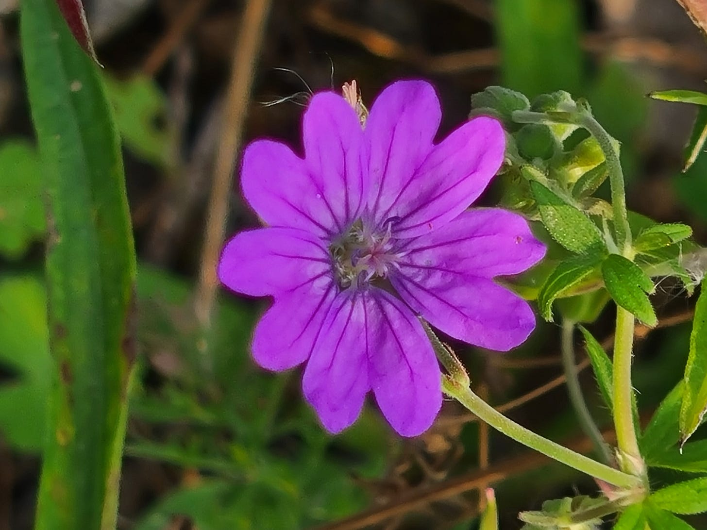 Hedgerow Cranesbill