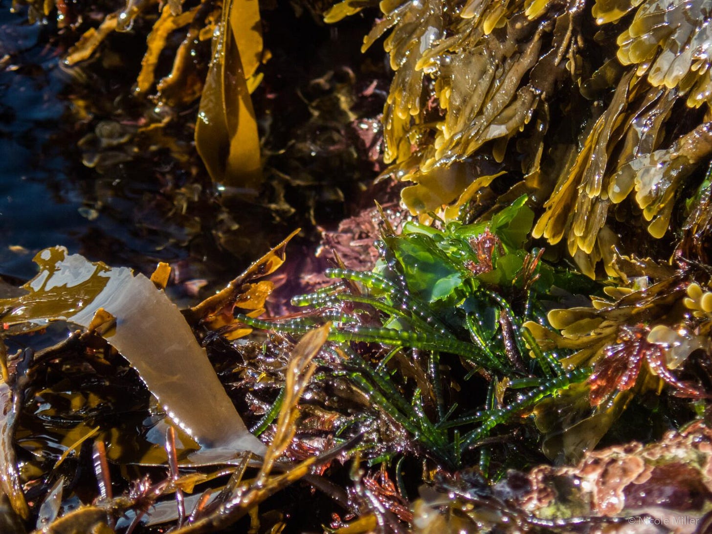 Seaweeds in different colours, out of the water on a rocky shore Seaweeds in different colours, out of the water on a rocky shore
